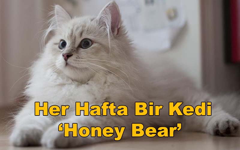 Her Hafta Bir Kedi ‘Honey Bear’  